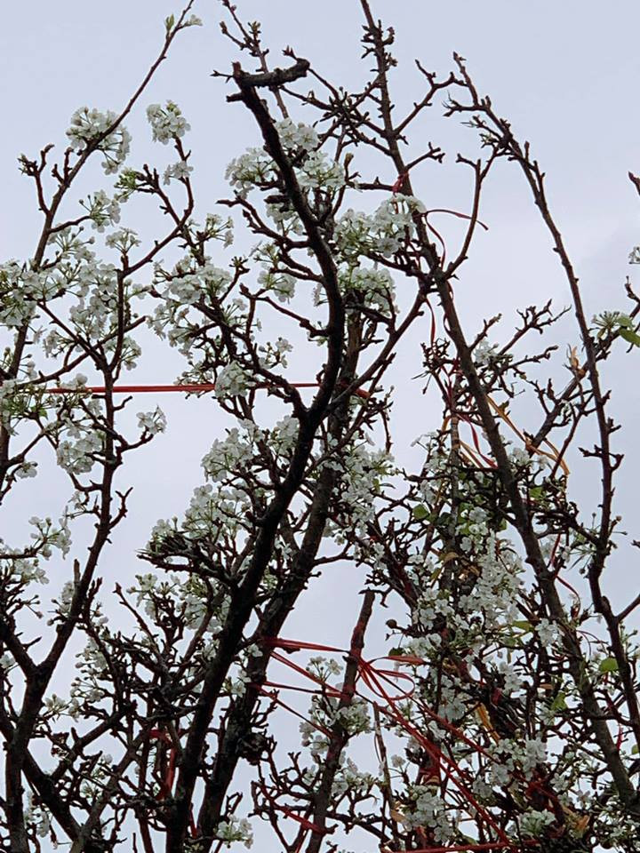 Sắc trắng lê rừng (Ảnh: PV/Vietnam+)