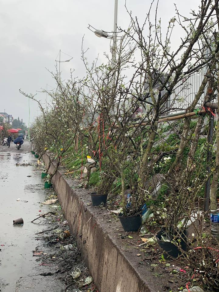 Cận rằm tháng Giêng, thời tiết mưa và không khí se lạnh không cản người đi lùng lê, đào về chơi Xuân (Ảnh: PV/Vietnam+)