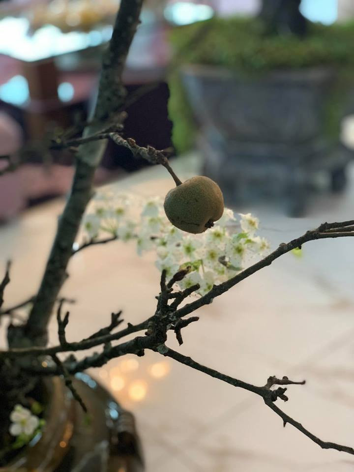 Đâu đó cành lê có điểm 1 vài quả lúc lỉu (Ảnh: PV/Vietnam+)