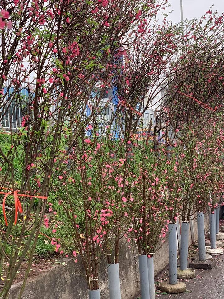 Đào thắm một góc trời phía Tây Thủ đô (Ảnh: PV/Vietnam+)