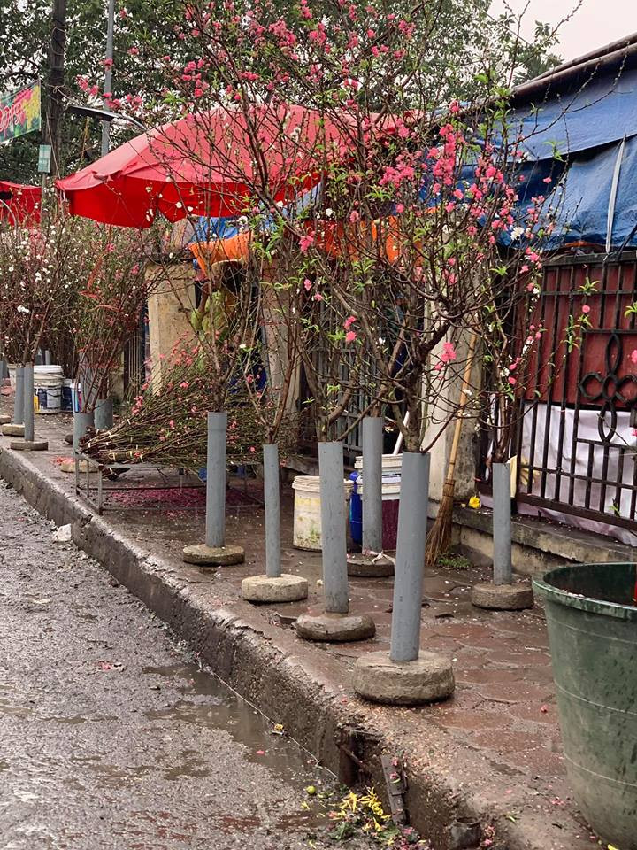 Những cành đào Nhật Tân sót lại sau đợt nắng giờ khoe sắc trong mưa Xuân (Ảnh: PV/Vietnam+)