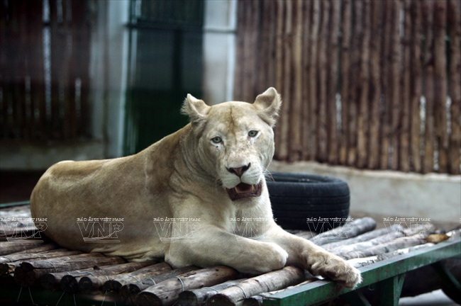Loài sư tử trắng tại Thảo Cầm Viên Sài Gòn. (Ảnh: Lê Minh/Báo ảnh Việt Nam)