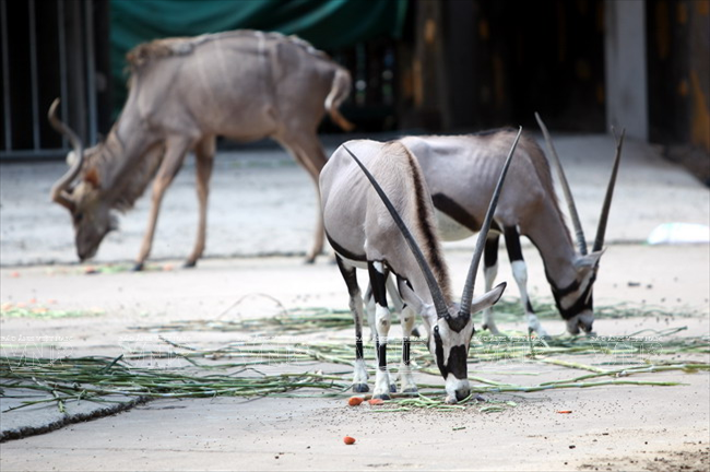 Loài tuần lộc. (Ảnh: Lê Minh/Báo ảnh Việt Nam)