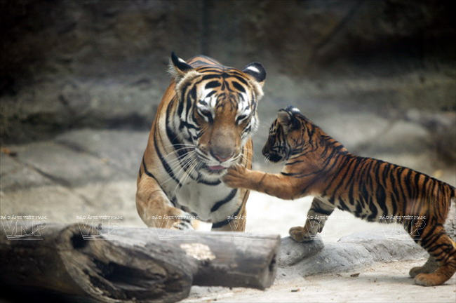 Loài hổ Đông Dương được được nuôi dưỡng và đã sinh sản tại Thảo Cầm Viên Sài Gòn. (Ảnh: Lê Minh/Báo ảnh Việt Nam)