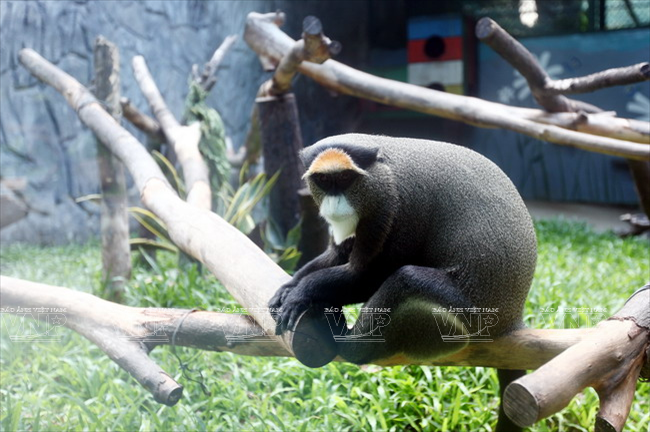 Một loài voọc trong Thảo Cầm Viên Sài Gòn. (Ảnh: Lê Minh/Báo ảnh Việt Nam)