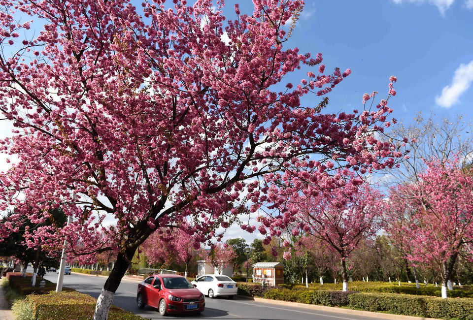 Hoa anh đào nở rộ trên một tuyến đường ở thành phố Côn Minh, tỉnh Vân Nam, Tây Nam Trung Quốc ngày 6/1. (Nguồn: THX/TTXVN)