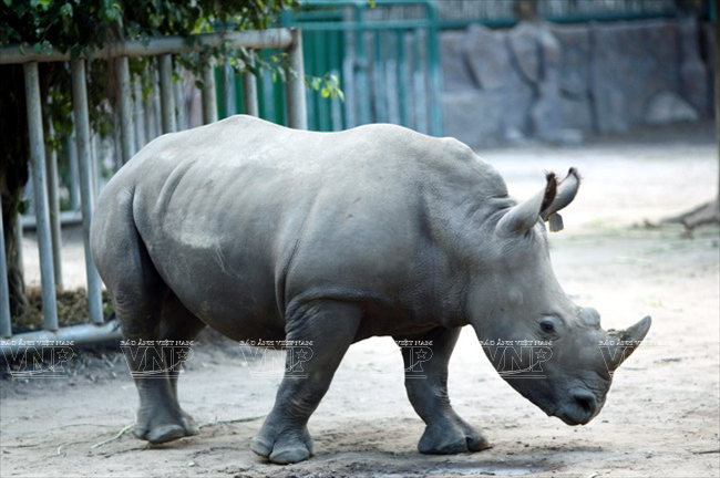 Loài tê giác trắng. (Ảnh: Lê Minh/Báo ảnh Việt Nam)