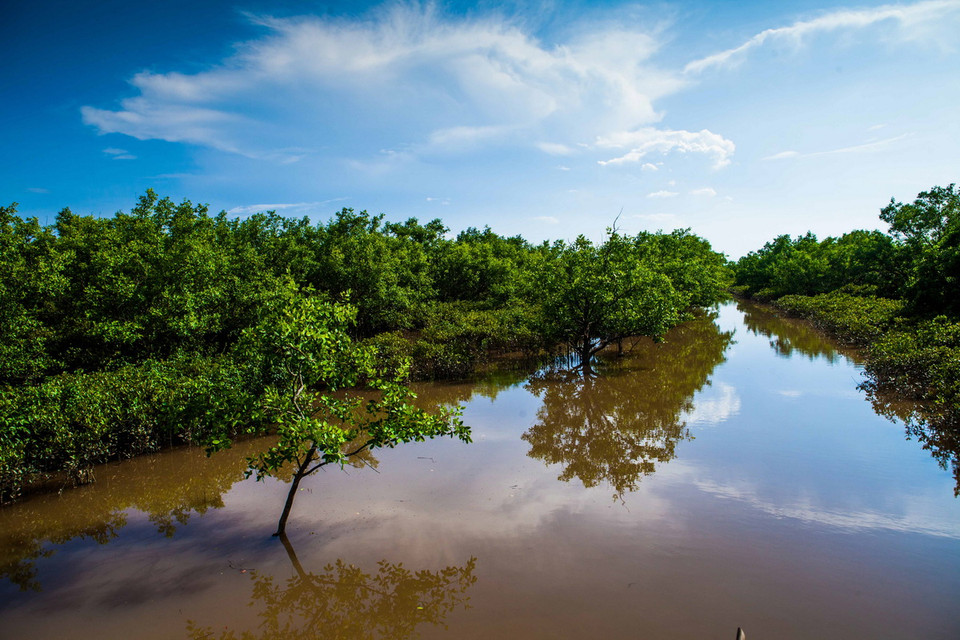  Vẻ đẹp hoang sơ và thanh bình của rừng ngập mặn Quốc gia Xuân Thủy. (Ảnh: Trọng Đạt/TTXVN) 