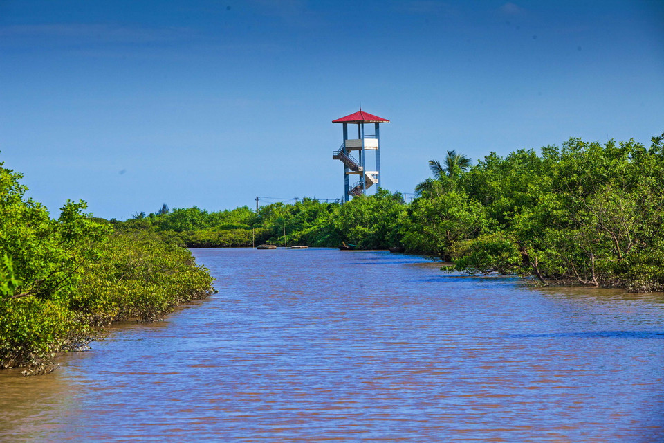 Vẻ đẹp hoang sơ và thanh bình của rừng ngập mặn Quốc gia Xuân Thủy. (Ảnh: Trọng Đạt/TTXVN) 
