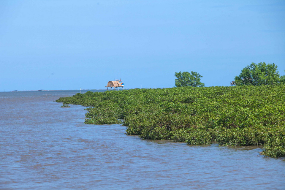 Tháng 01/1989, Xuân Thủy là vùng đất ngập nước đầu tiên của Đông Nam Á tham gia Công ước quốc tế RAMSAR (Công ước bảo tồn các vùng đất ngập nước có tầm quan trọng quốc tế đặc biệt như là nơi cư trú của những loài chim nước – Ramsar, Iran, 1971). (Ảnh: Trọng Đạt/TTXVN)