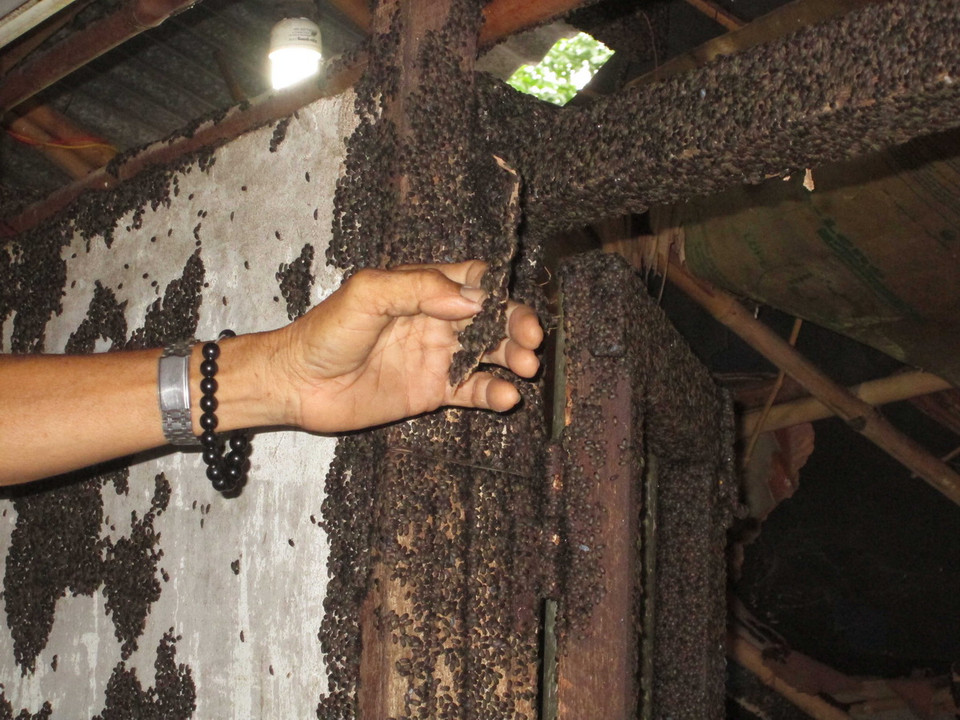 Từng đàn bọ đậu đen bay rào rào như mưa, bám vào mái nhà, trần nhà, vách tường, giường chiếu, phòng ngủ, phòng ăn, nhà bếp… khiến nhiều gia đình phải chuyển đi nơi khác. (Ảnh: Đậu Tất Thành/TTXVN) 