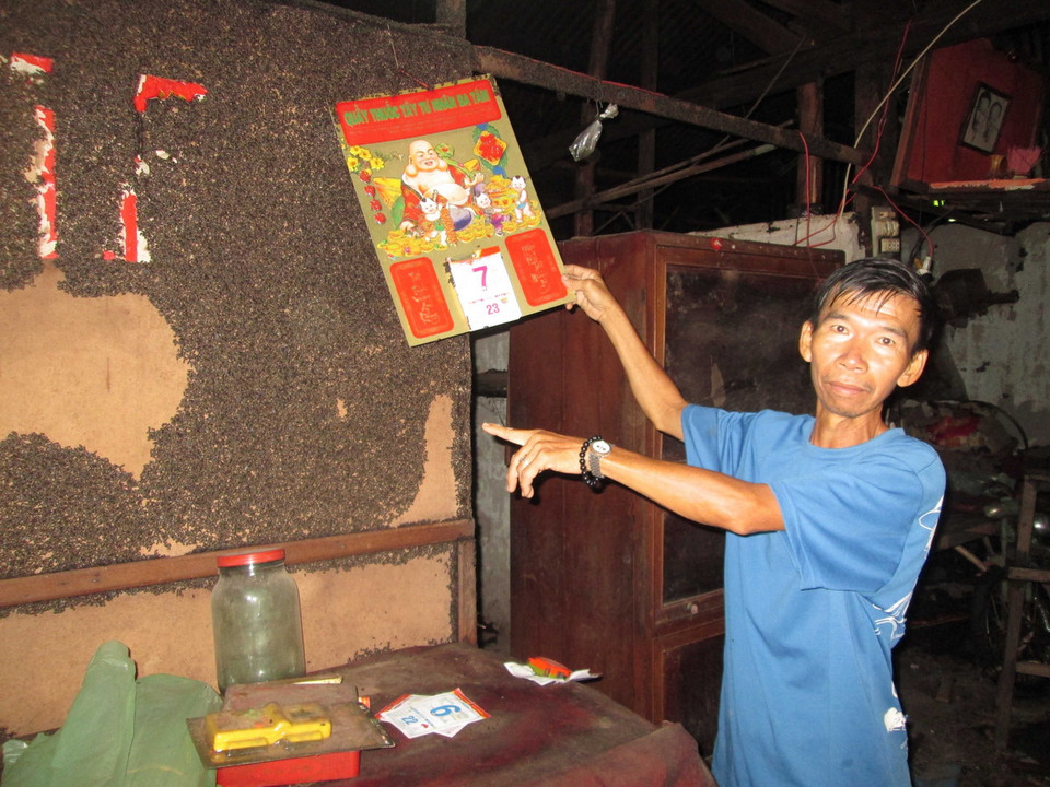 Bọ đậu đen bám dày đặc ở khắp mọi nơi trong nhà các hộ dân trên địa bàn xã Minh Long. (Ảnh: Đậu Tất Thành/TTXVN) 