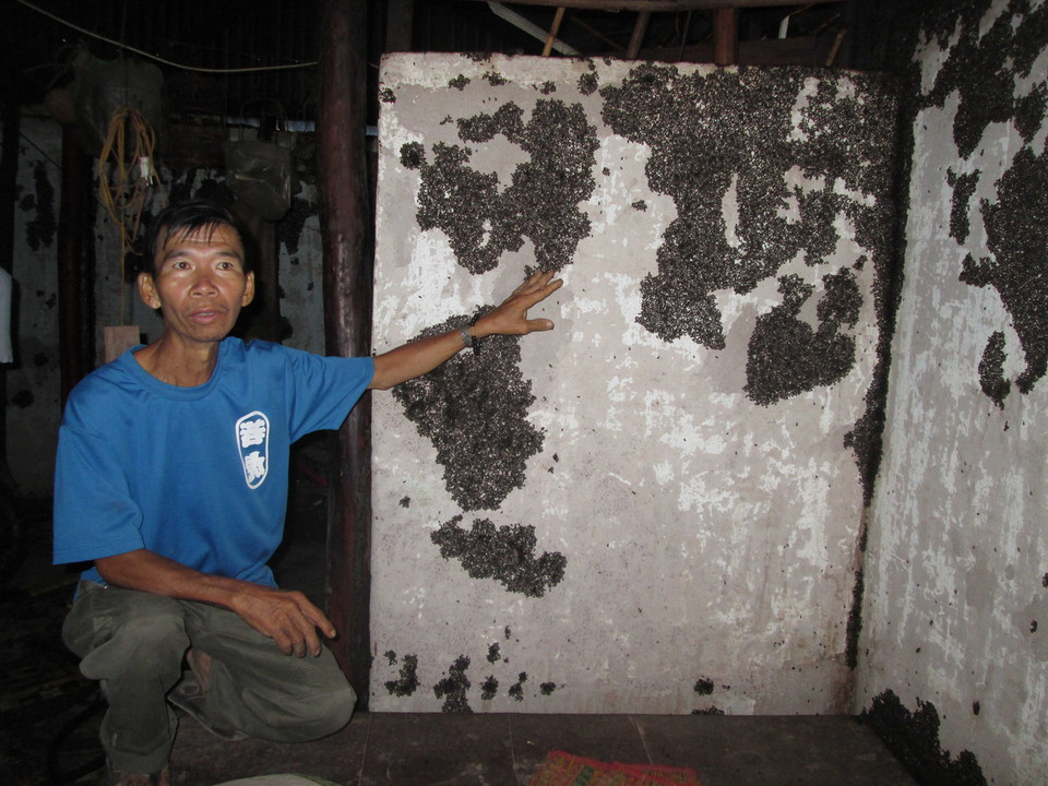  Bọ đậu đen bám dày đặc ở khắp mọi nơi trong nhà các hộ dân trên địa bàn xã Minh Long. (Ảnh: Đậu Tất Thành/TTXVN) 