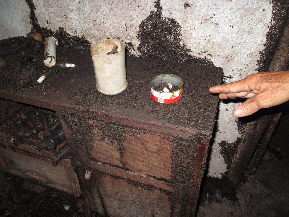 Bọ đậu đen bám dày đặc ở khắp mọi nơi trong nhà các hộ dân trên địa bàn xã Minh Long. (Ảnh: Đậu Tất Thành/TTXVN) 