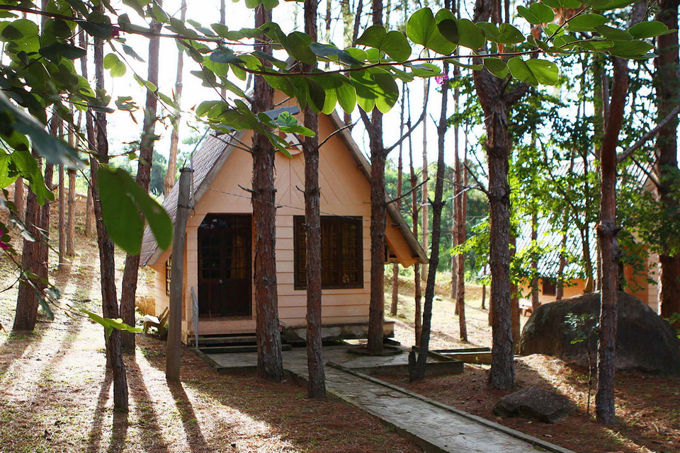 Khu nhà lưu trú ẩn mình trong những tán rừng thông. (Ảnh: Dương Giang/TTXVN)
