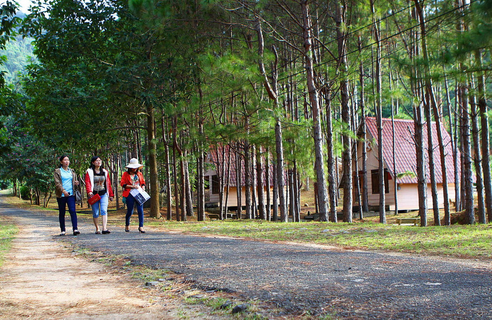 Trong ảnh: Khu nhà lưu trú ẩn mình trong những tán rừng thông. (Ảnh: Dương Giang/TTXVN)