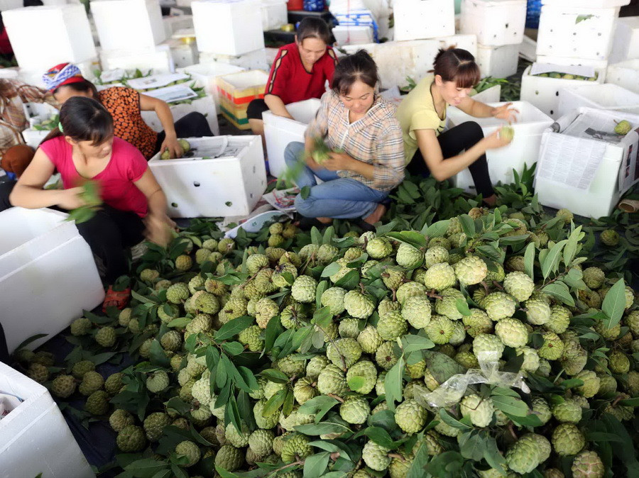 Chi Lăng đã đăng ký nhãn hiệu tập thể chứng nhận “Na Chi Lăng.” (Ảnh: Vũ Sinh/TTXVN)