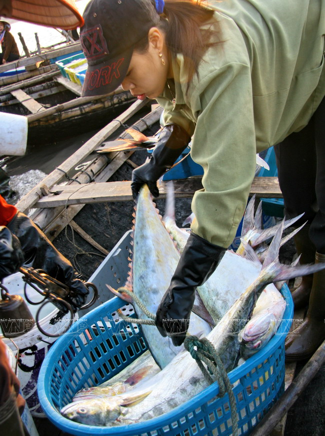 Cá được các lái buôn thu mua và xếp vào các sọt nhựa thuận tiện cho việc vận chuyển lên bờ. (Ảnh: Trịnh Văn Bộ)