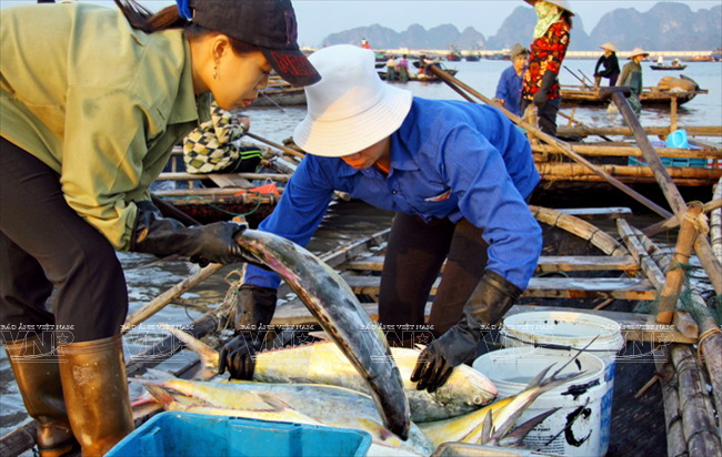 Các loại cá tươi ngon được các lái buôn lựa chọn để thu mua. (Ảnh: Trịnh Văn Bộ - Báo ảnh Việt Nam)