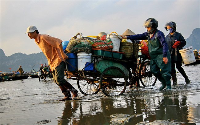 Những thương lái thu mua hải sản của mình và vận chuyển lên bờ. (Ảnh: Trịnh Văn Bộ)