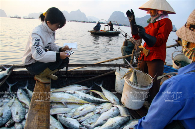  Thương lái mua cá ngay trên thuyền của ngư dân. (Ảnh: Trịnh Văn Bộ)