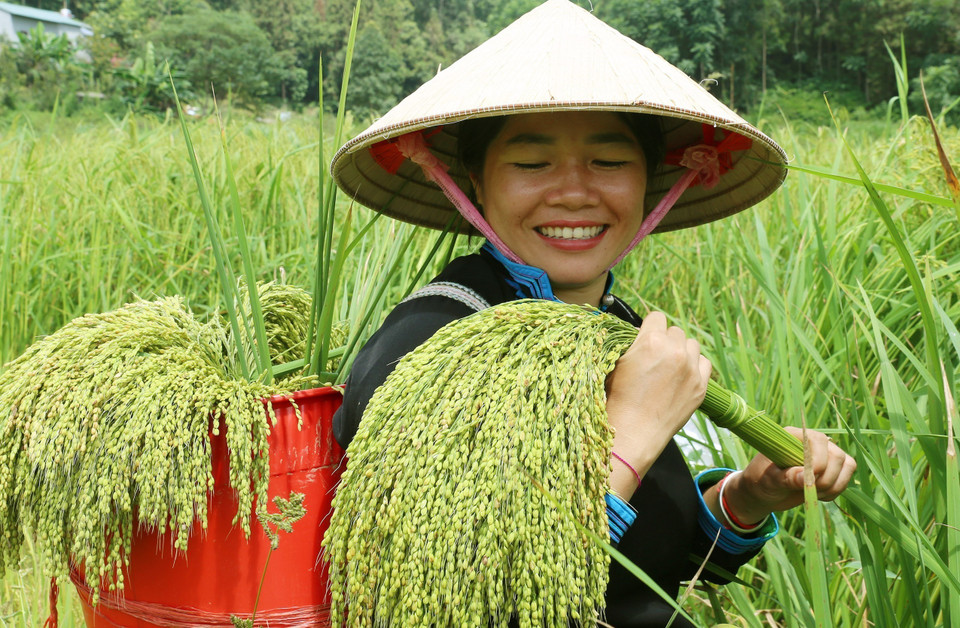 Niềm vui của người nông dân khi được mùa. (Ảnh: Quốc Khánh/TTXVN)