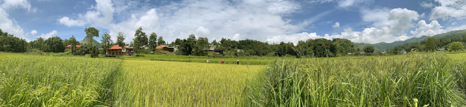 Thung lũng thôn Na La, xã Tà Chải vào mùa Thu hoạch lúa chín. (Ảnh: Quốc Khánh/TTXVN)