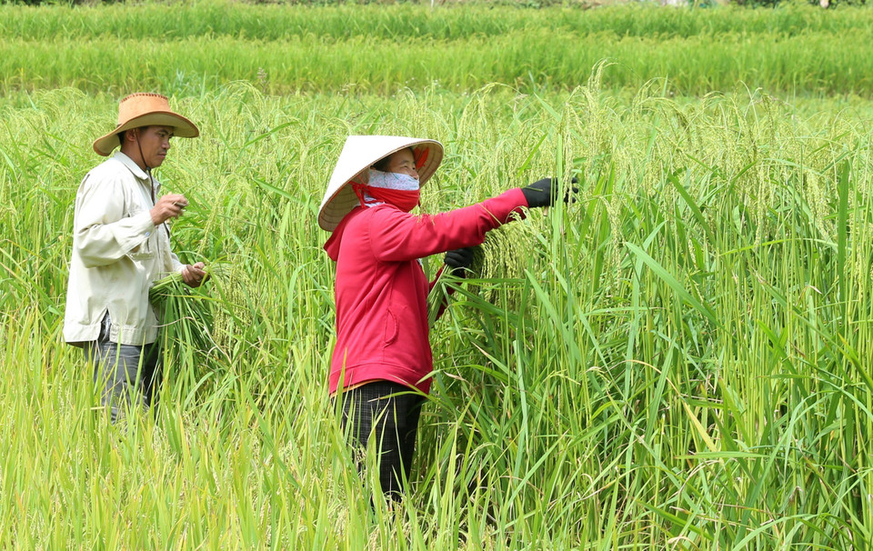 Thu hoạch lúa chín của bà con dân tộc thôn Na la, xã Tà Chải, Bắc Hà. (Ảnh: Quốc Khánh/TTXVN)