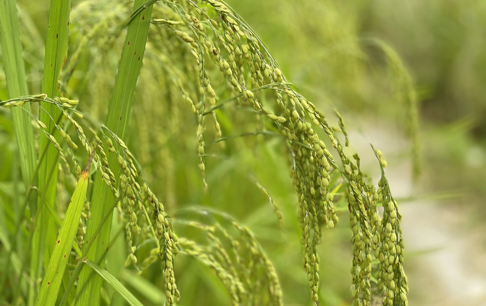 Cứ vào độ tháng Chín, tháng 10 hằng năm, những thửa ruộng lúa bậc thang trên khắp rẻo cao Bắc Hà (Lào Cai) lại trổ bông chín vàng. (Ảnh: Quốc Khánh/TTXVN)