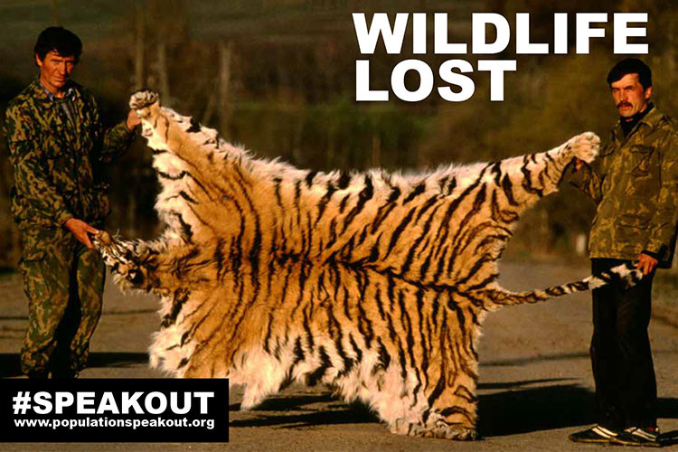 Hổ Siberia bị giết thịt lấy da. (Nguồn: GLOBAL POPULATION SPEAK OUT) 