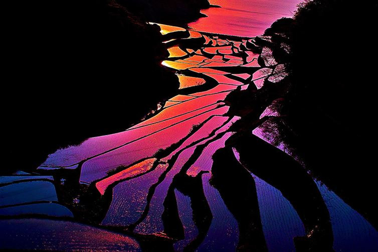 Cánh đồng lúa như cầu vồng sau mưa. (Nguồn: Junya Hasegawa)