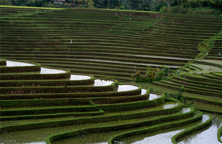 Ruộng bậc thang tại Bali, Indonesia. (Nguồn: flickr / Nisa + Ulli Maier)