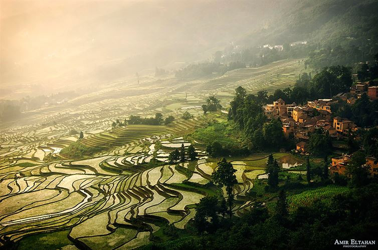 Cánh đồng lúa mờ ảo trong làn sương sớm. (Nguồn: 500px / Amir Eltahan)