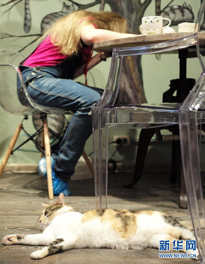 Quán càphê mèo đầu tiên ở Moskva, Nga.