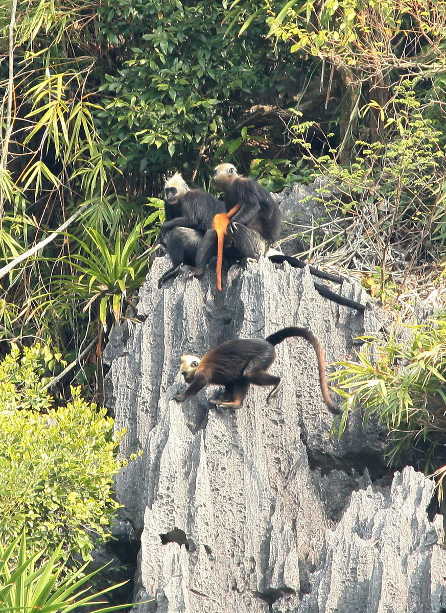 Địa điểm sinh sống của voọc Cát Bà là trên núi đá vôi, với địa thế hiểm trở. (Ảnh: Lâm Khánh/TTXVN)