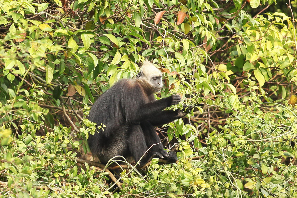 Một cá thể voọc Cát Bà đang kiếm ăn tại Vườn Quốc gia Cát Bà. (Ảnh: Lâm Khánh/TTXVN)
