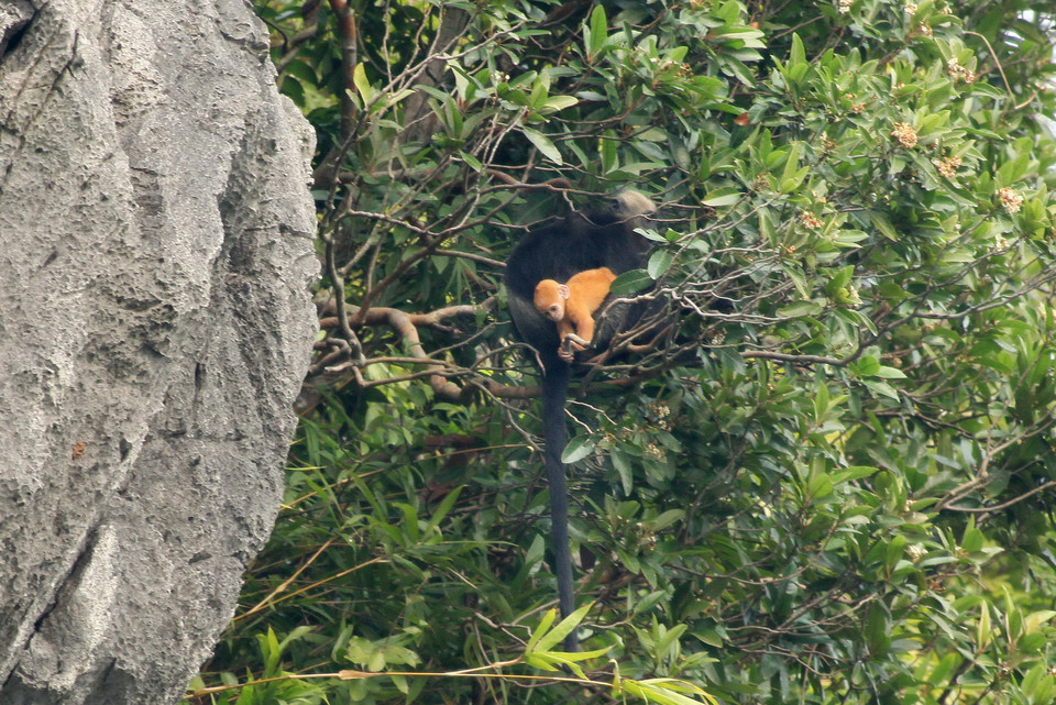 Một cá thể voọc Cát Bà và 1 cá thể voọc non đang kiếm ăn tại Vườn Quốc gia Cát Bà. (Ảnh: Lâm Khánh/TTXVN)