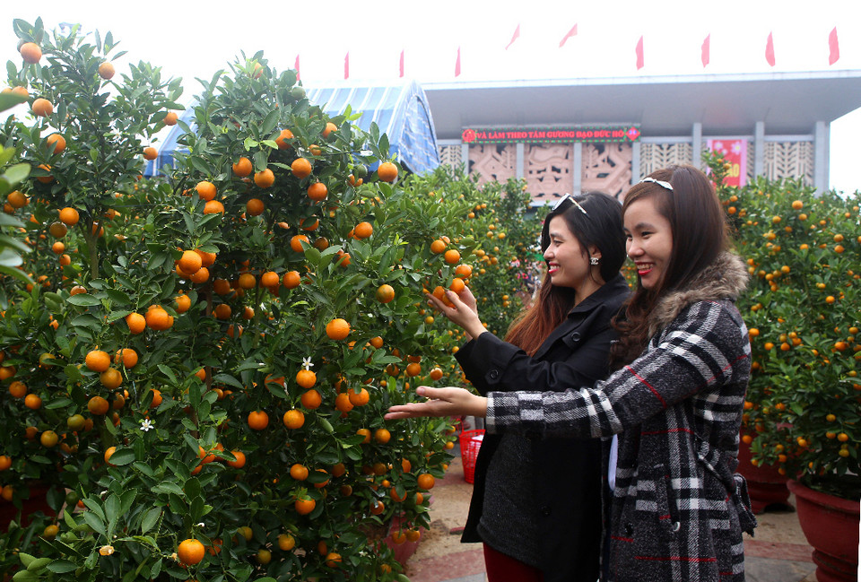 Chợ hoa cây cảnh phục vụ Tết tại tỉnh Quảng Trị. (Ảnh: Hồ Cầu/TTXVN) 