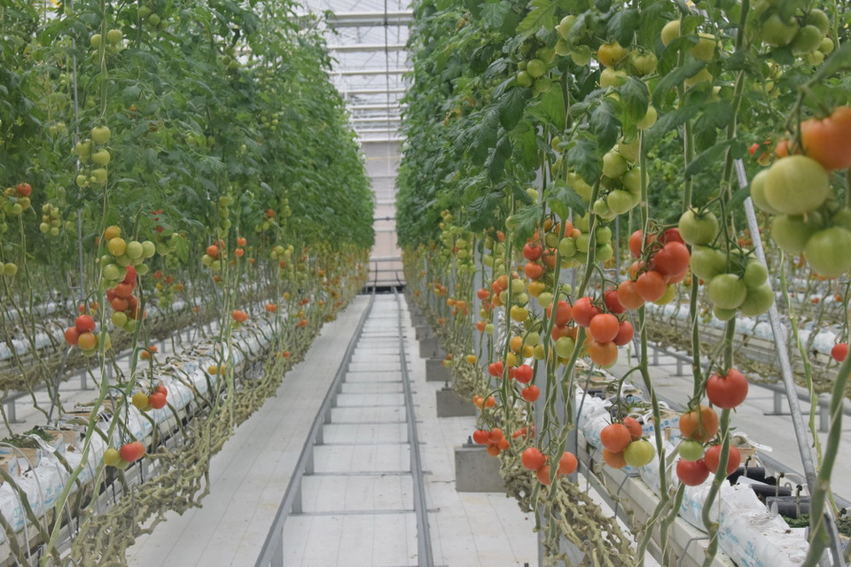 Cà chua của Wonder Farm không đủ để đáp ứng nhu cầu của thị trường. (Ảnh: Nguyễn Tuyến/Vietnam+)