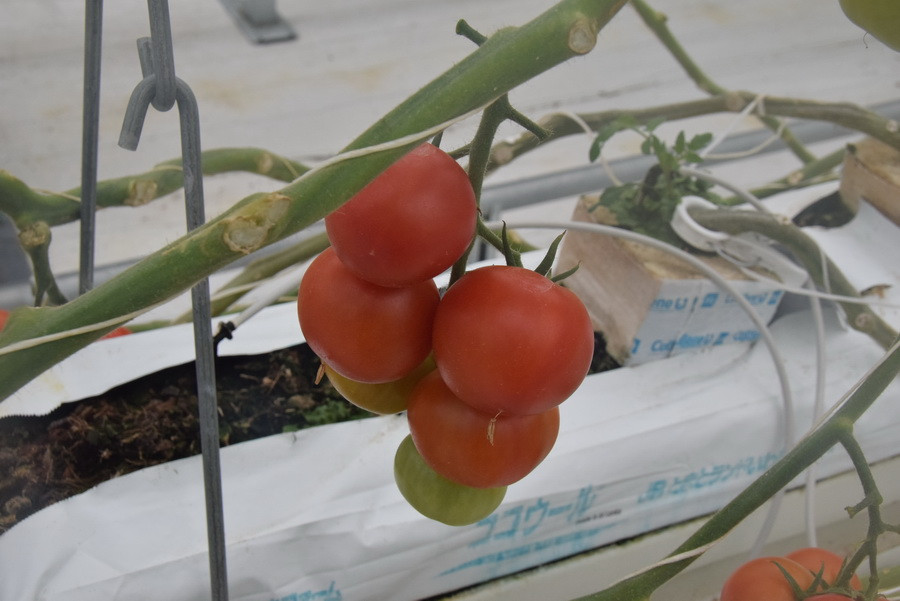 Những quả cà chua đỏ mọng tại Wonder Farm. (Ảnh: Nguyễn Tuyến/Vietnam+)