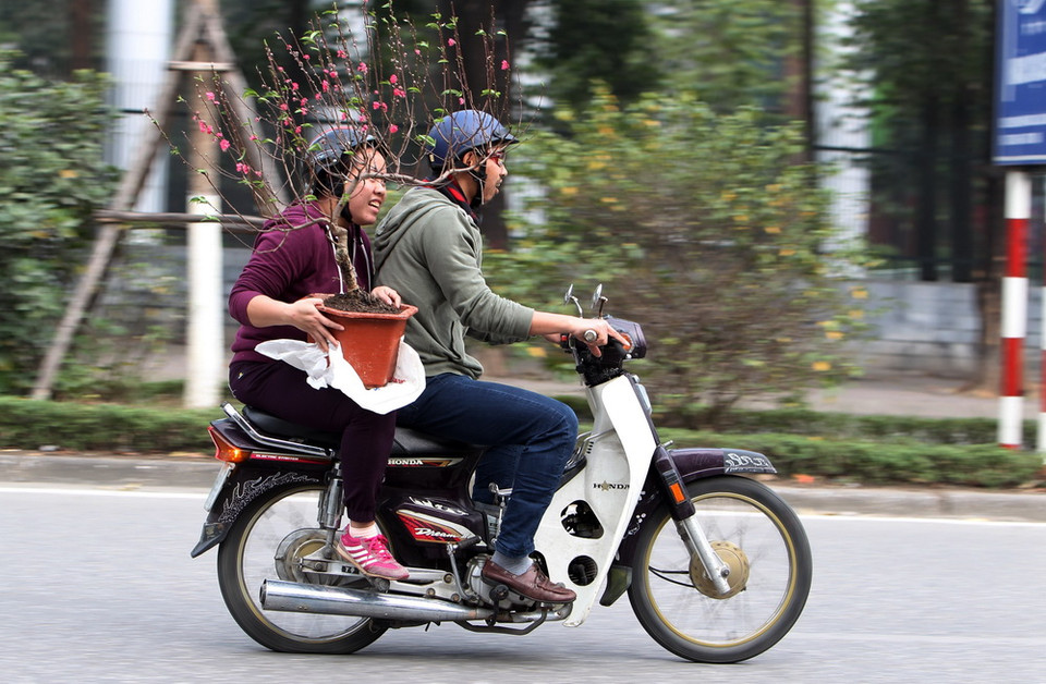 Một đôi vợ chông vội vã mua cây đào về chơi Tết. (Ảnh: Quốc Khánh/TTXVN)