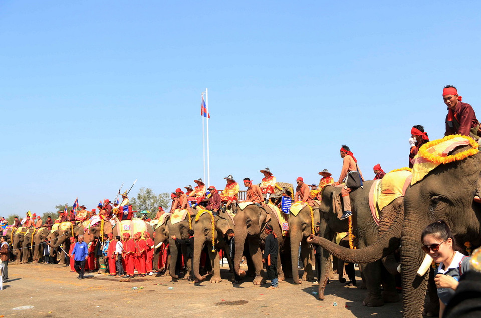 Có tới 68 chú voi tham dự lễ Festival voi Xayabouly trong năm nay. (Ảnh: Phạm Kiên/Vietnam+)