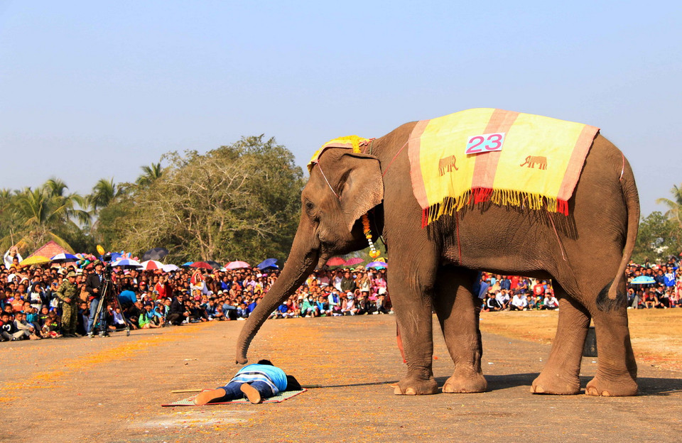 Một du khách đang trải nghiệm cảm giác được voi mát xa tại lễ hội. (Ảnh: Phạm Kiên/Vietnam+)