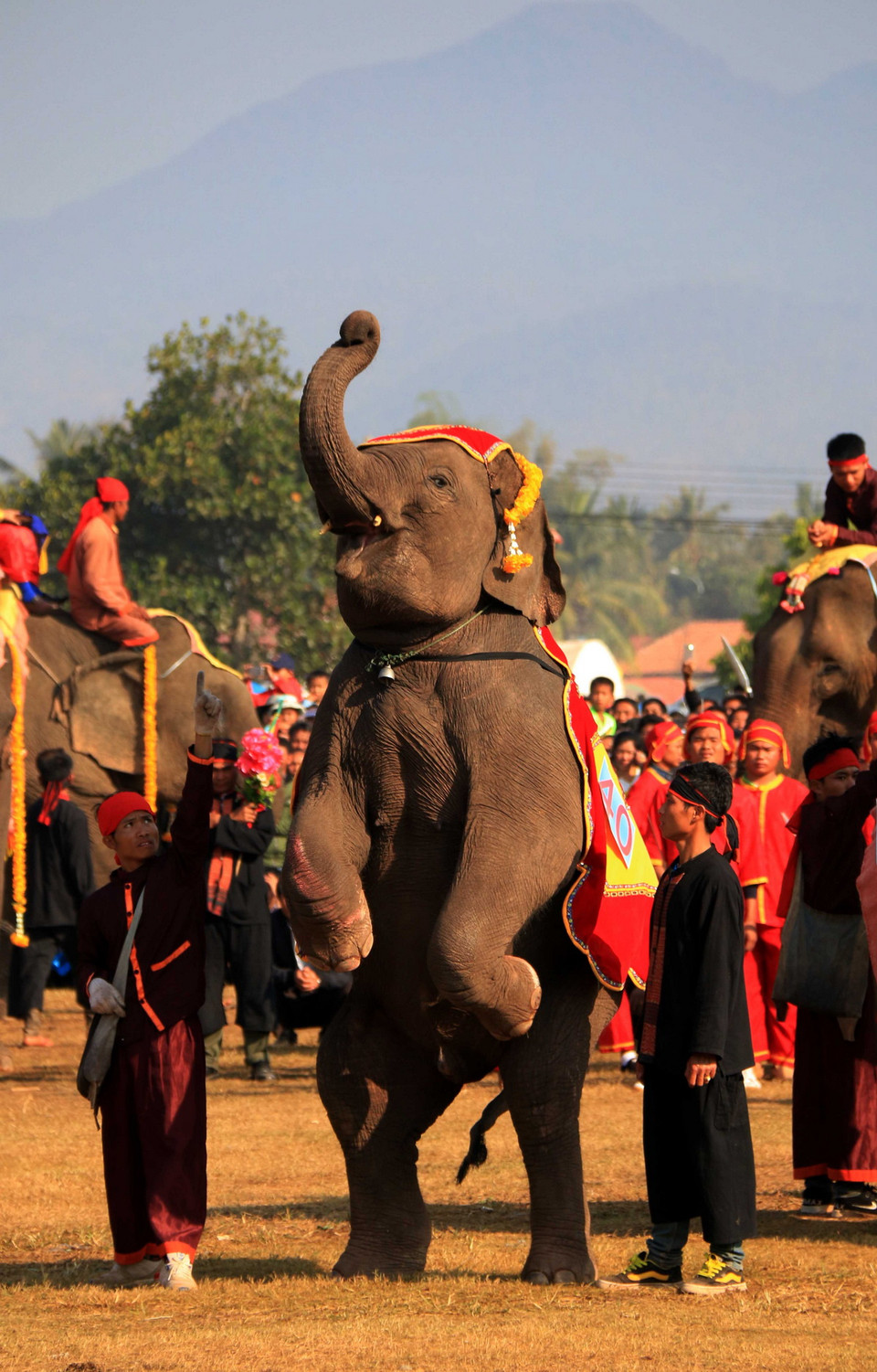 Một chú voi con đang biểu diễn kỹ năng đứng theo hiệu lệnh của nài. (Ảnh: Phạm Kiên/Vietnam+)