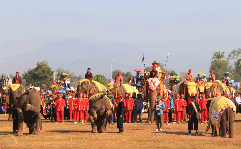 Màn trồng cây chuối đáng ngạc nhiên của các chú voi. (Ảnh: Phạm Kiên/Vietnam+)