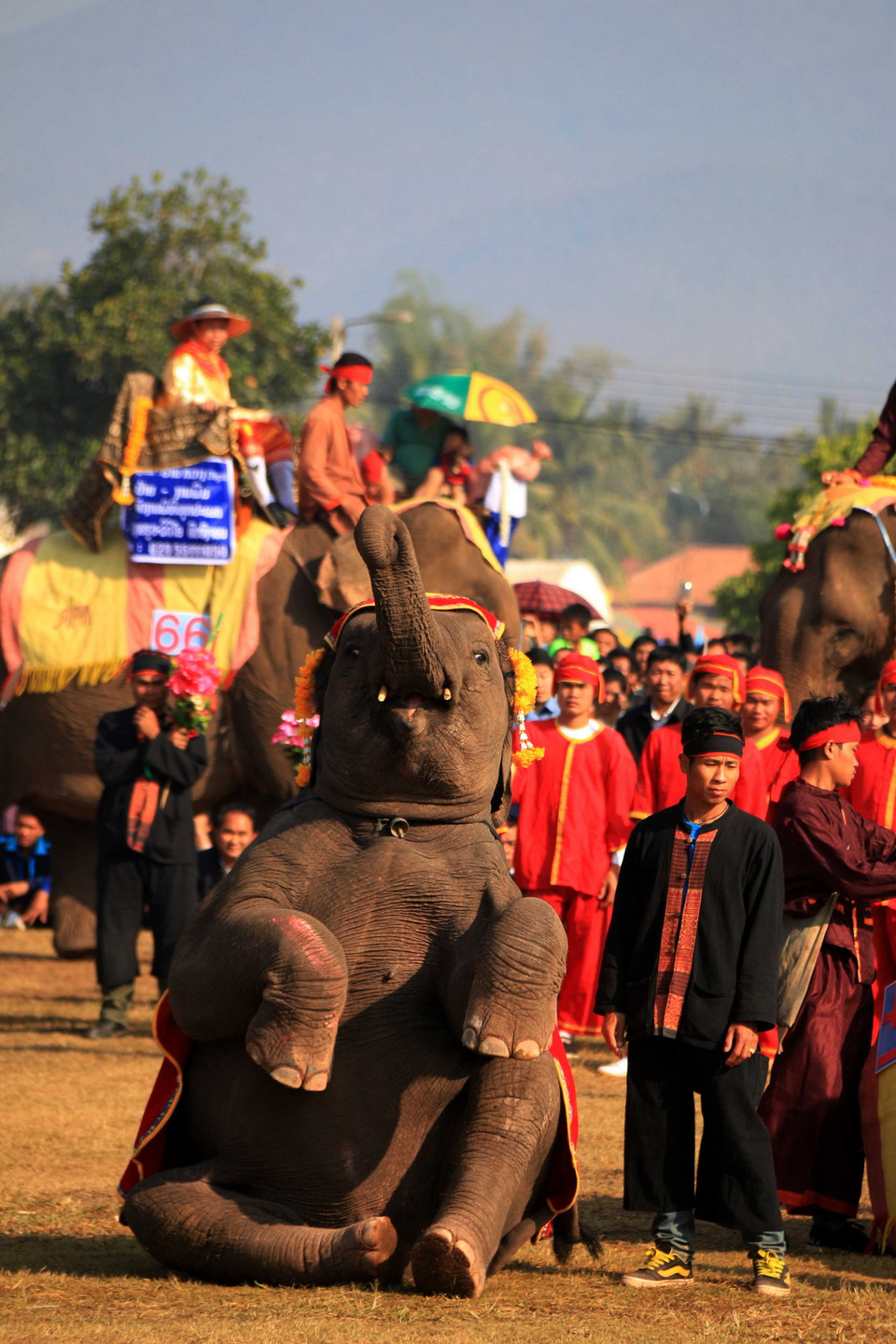 Một chú voi con đang biểu diễn kỹ năng ngồi theo hiệu lệnh của nài. (Ảnh: Phạm Kiên/Vietnam+)