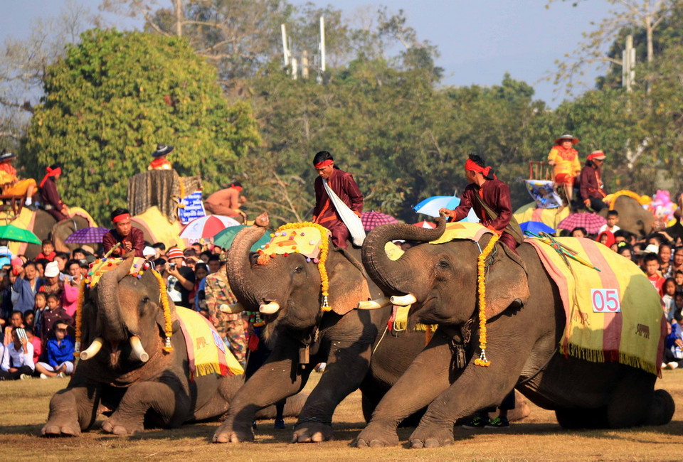 Các chú voi đang thực hiện kỹ năng nằm theo hiệu lệnh của các nài voi. (Ảnh: Phạm Kiên/Vietnam+)