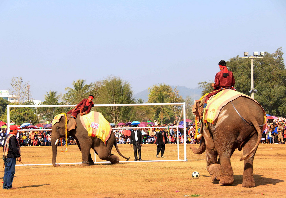 Các chú voi đang thi triển kỹ năng sút phạt và bắt bóng tại lễ hội. (Ảnh: Phạm Kiên/Vietnam+)