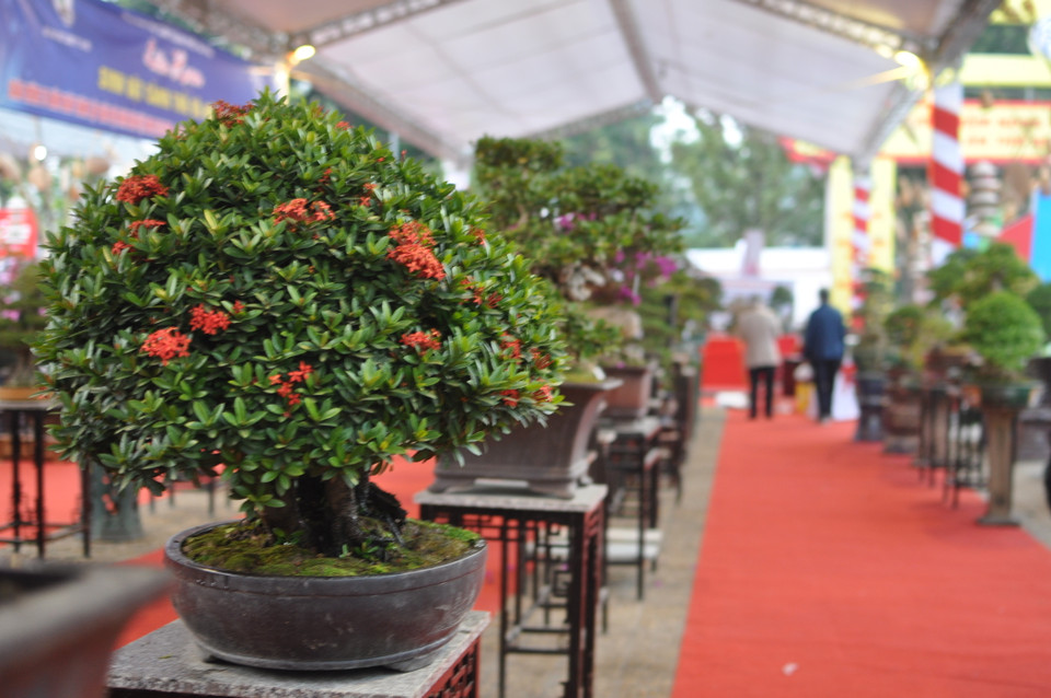  Khu triển lãm sản phẩm cây cảnh. (Ảnh: Việt Đức/Vietnam+)