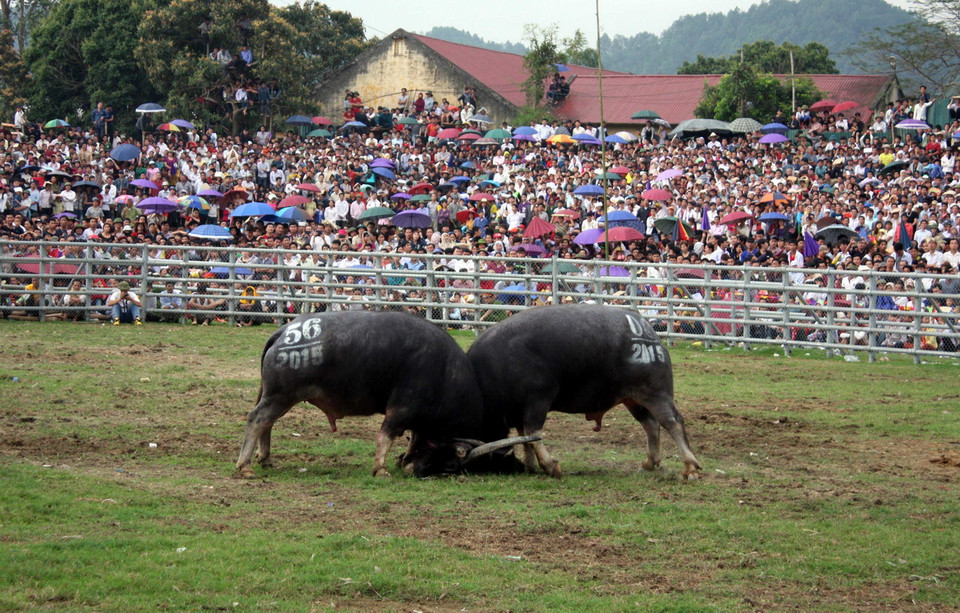 Mardi Gras ở Syney là lễ hội văn hóa lớn dành cho những người đồng tính nam và nữ kéo dài hai tuần trong tháng Hai và tháng Ba. Nó trở thành một sự kiện đầy kiêu hãnh của người đồng tính có chừng mực mà mục đích của họ là tăng cường công khai giới tính của những người đồng tính nam, đồng tính nữ, lưỡng tính và cộng đồng chuyển đổi giới tính và truyền bá văn hóa của họ. (Nguồn: AP)